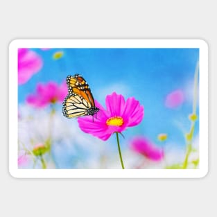 Monarch Butterfly On a Pink Cosmos Flower Magnet